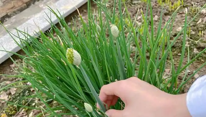 张馨予的豪宅火了,光靠一个菜园子就圈粉百万,网友:实名羡慕了