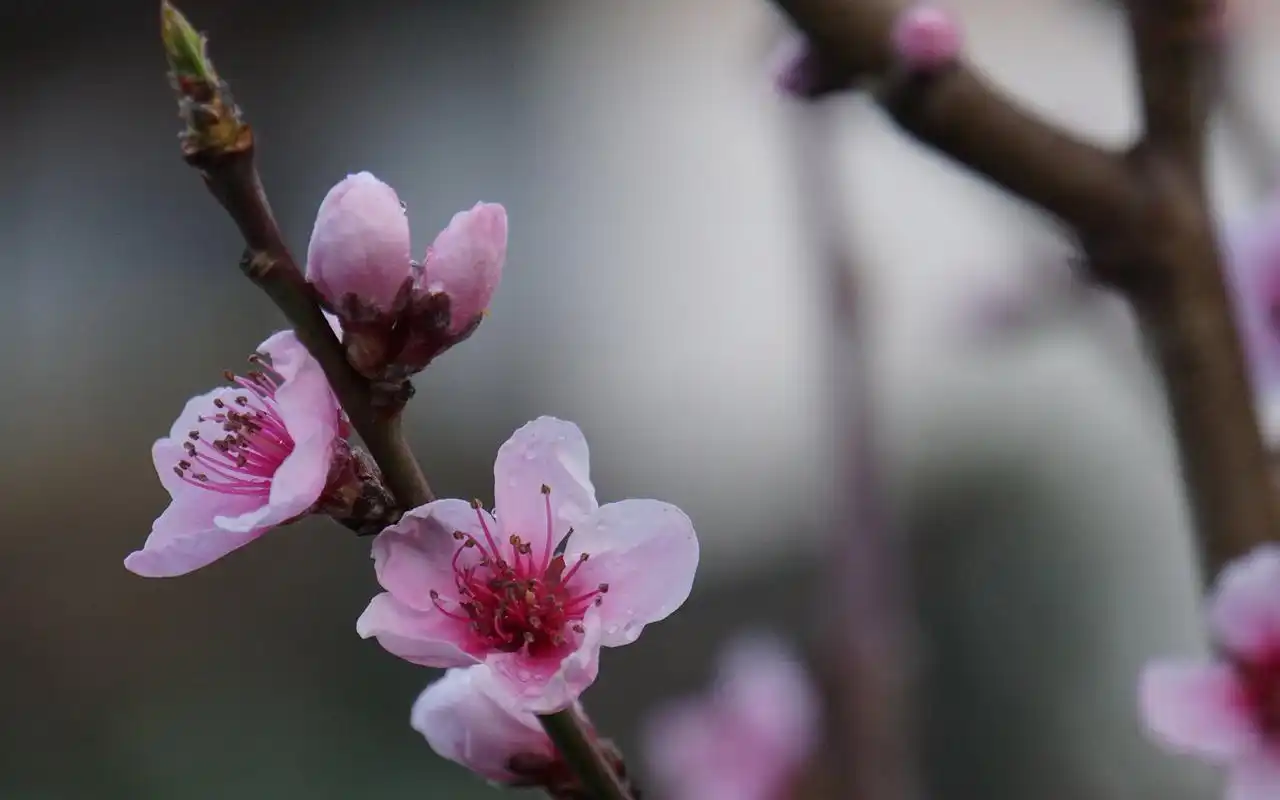 唯美粉嫩的桃花图片桌面壁纸