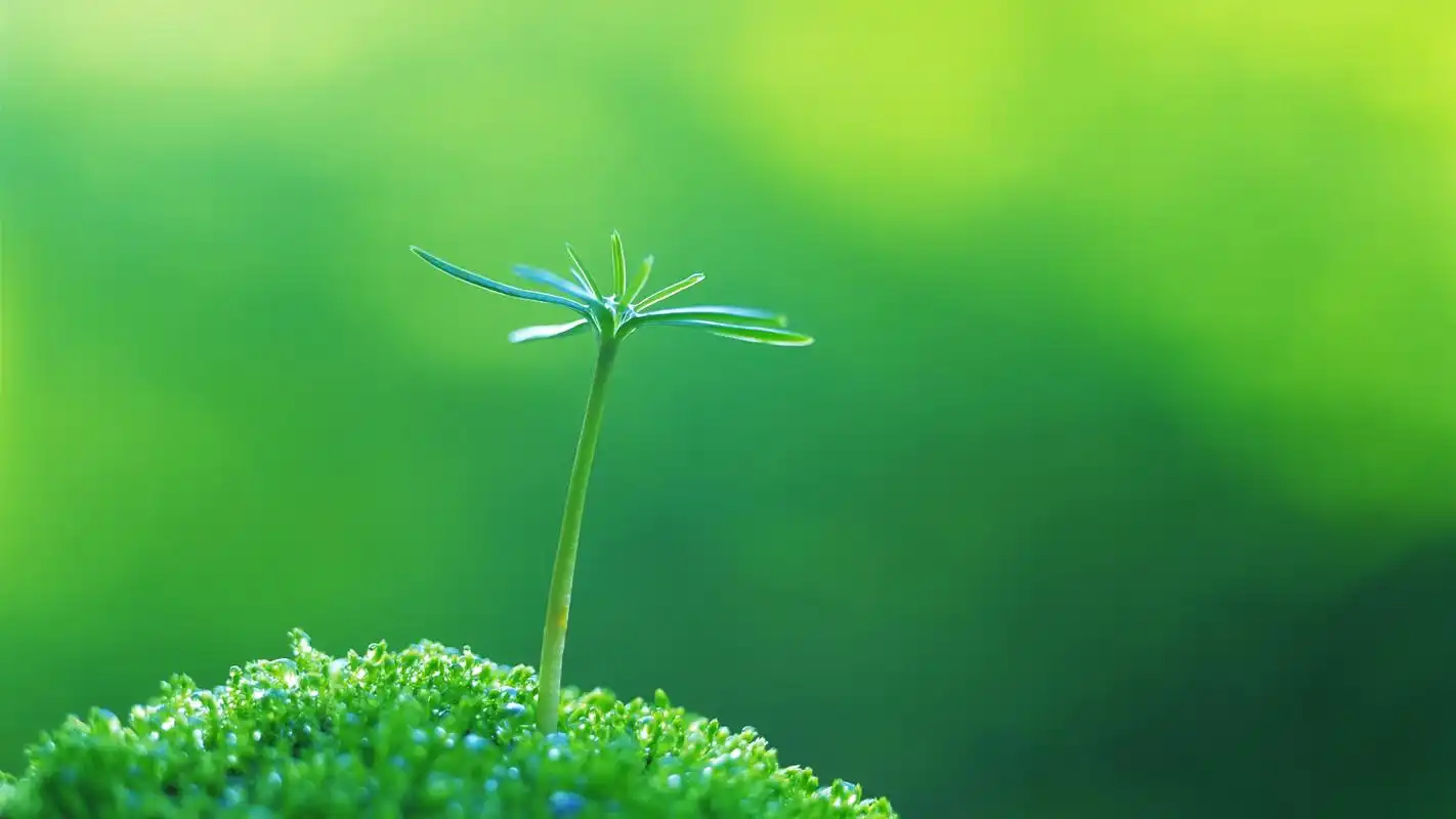 首页 桌面壁纸 植物壁纸 唯美绿色护眼植物嫩芽高清宽屏壁纸上一张 下