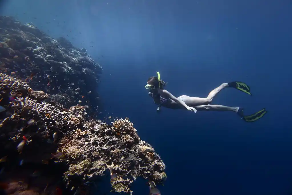跳水运动员,年轻女子的珊瑚礁潜水呼吸暂停