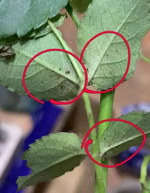 夏季养月季,容易遇到"红蜘蛛",按照2个"步骤"操作效果好