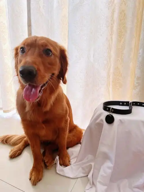 小狗的项圈里藏着小狗的心事出去玩60