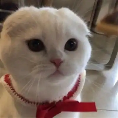 2023年最火qq宠物头像 可爱 呆萌_动物头像_头像屋