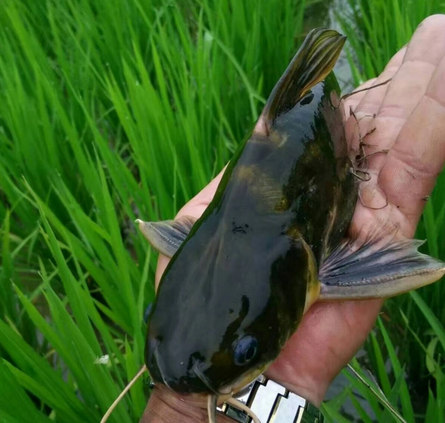 为了追求诗和远方,他收获了意外之财,笑的合不拢嘴