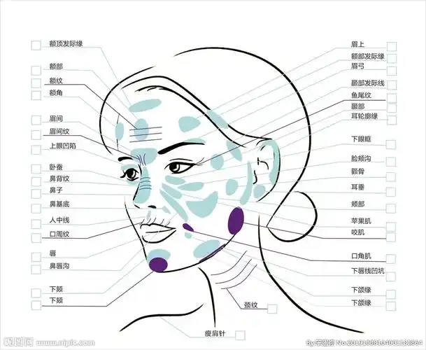 微整形面部结构图图片