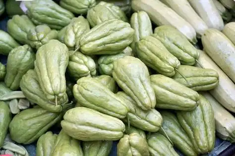 洋丝瓜的功效与作用