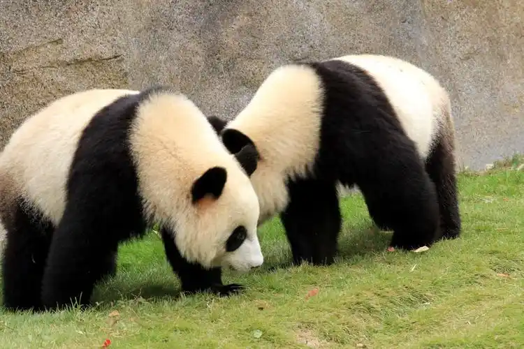 上海动物园里的熊猫活灵活现憨态可掬.