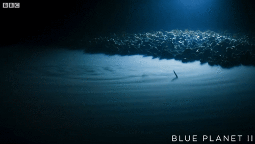 古瓷视界丨极为罕见的14个海洋奇观你见过吗