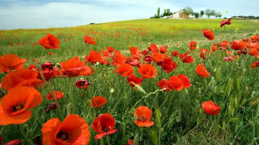 花海高清自然风景图片桌面壁纸