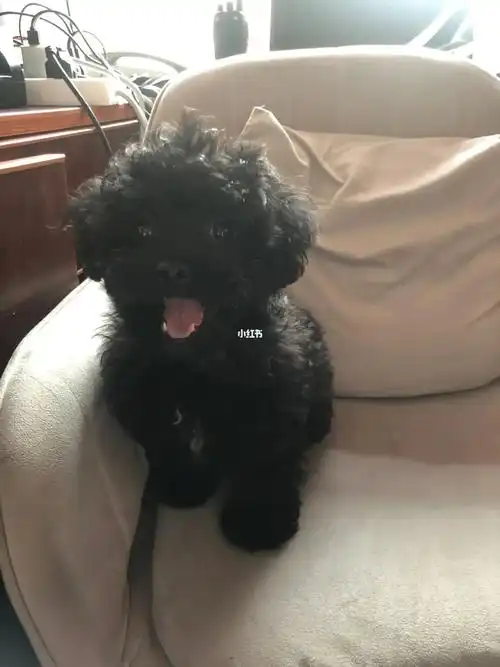 不知不觉妹妹长大了 没养妹妹之前最不喜欢的狗狗品种就是泰迪 养了