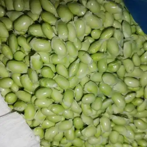 [毛豆仁批发]新品上市 手工毛豆米 毛豆仁 毛豆粒 毛豆 品质保证 可详