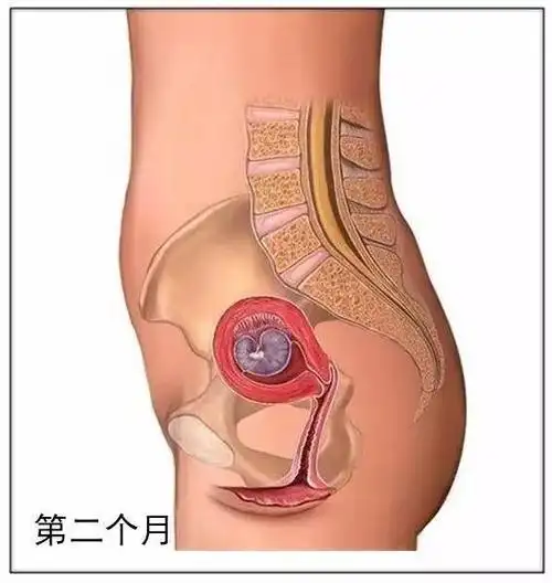 怀胎10个月,图解胎儿的生长发育过程及妈妈们生产全过程!