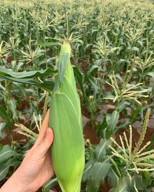 紫白糯玉米棒子批发紫白粘玉米产地货源紫白粘玉米供应商