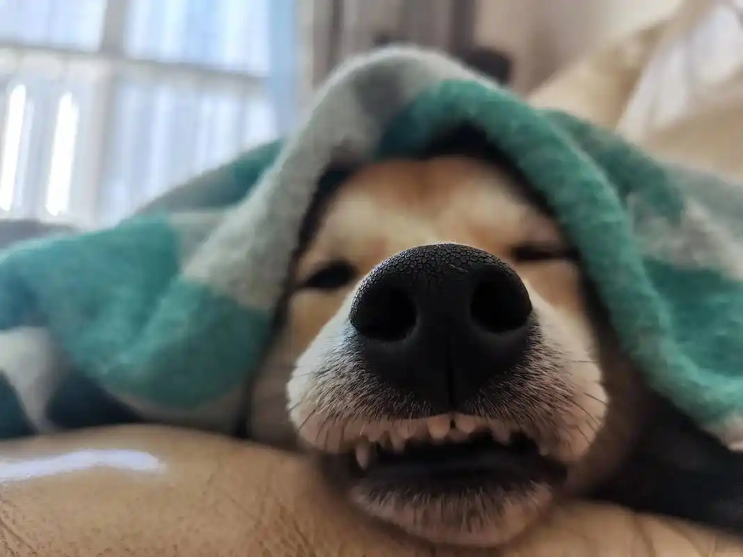 给我看你家狗腰时候 给我看你家狗睡觉时候 的照片 的照 的时 - 抖音