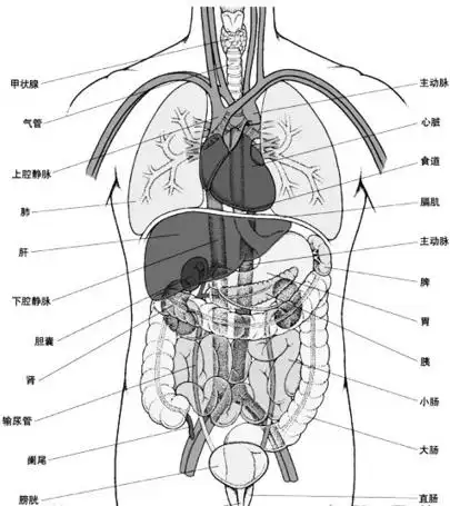 身体各个器官疼痛位置图片