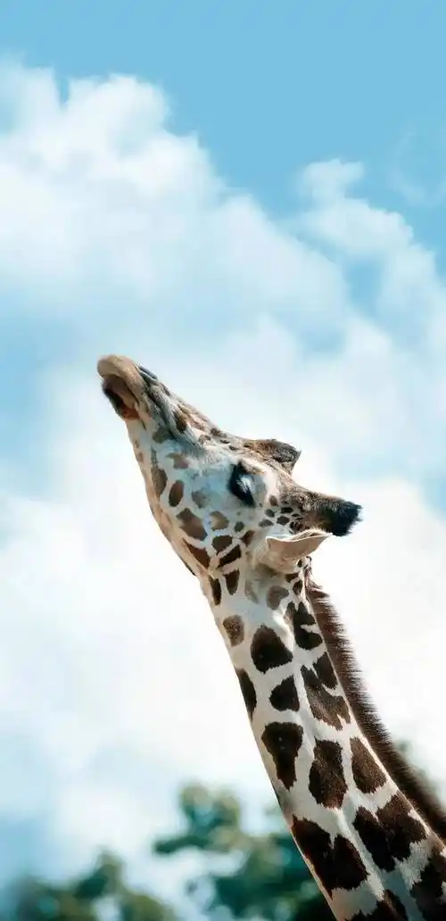 原创「今日超火」高清潮图壁纸送给大家_单身_音乐_头像