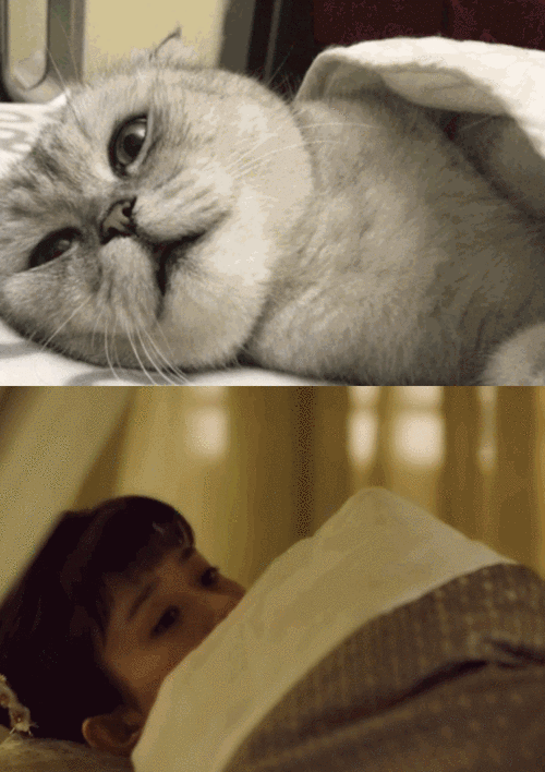 赵丽颖和小动物合照,温温柔柔萌妹子,最后画风逐.