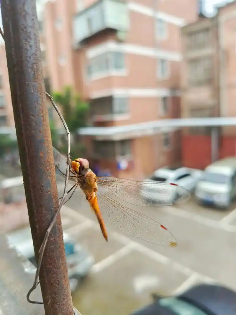 观察.#蜻蜓          下雨了,一只蜻蜓停在了窗户上 - 抖音