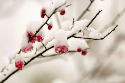 红梅傲雪