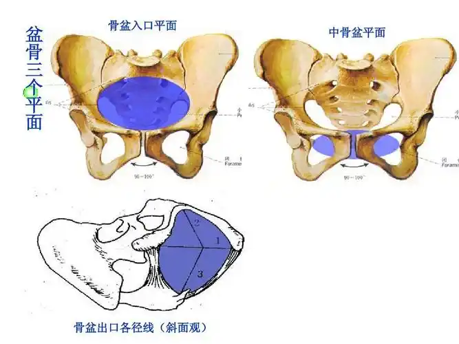 盆 骨   三个 平面   骨入盆平面 口中 骨盆平面 骨盆 口出各径(斜线