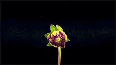 425_240gif 动态图 动图