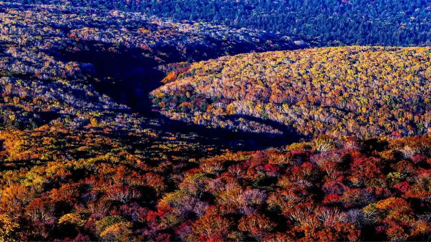 秋,为长白山原始森林披上了七彩盛装