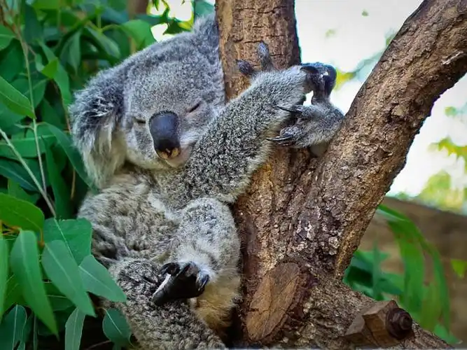 树袋熊抱树为降温