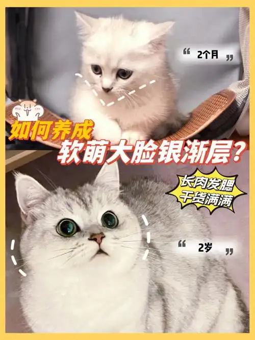 这篇笔记干货满满0999-虽然猫咪想要发腮除了受基因和性别影响