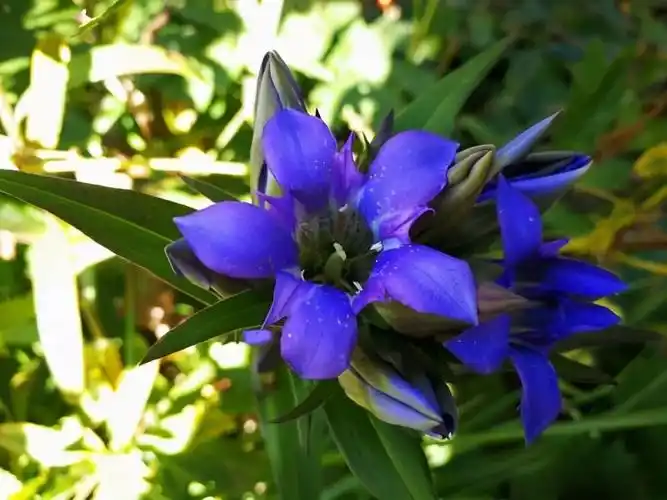 龙胆花是冬天的王者不怕寒冷温度越低花朵越漂亮