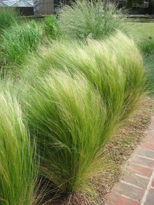 "天使秀发"针茅