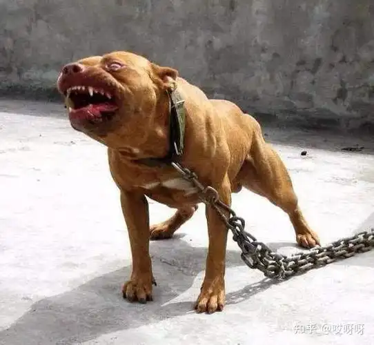 在我心中,那对狼心狗肺的夫妻即使披着人皮,其面目也就真如这恶狗般