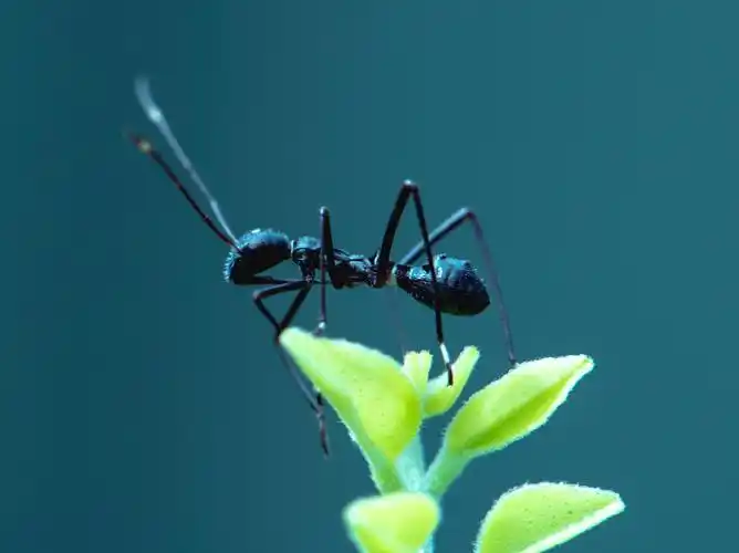 想要摔死一只蚂蚁,需要多高才行?多高恐怕都不行