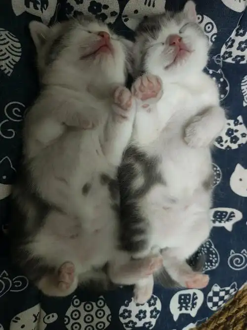 美短起司小喵咪