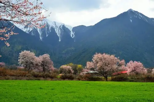 【图片13】林芝桃花--上天撒播在人间的蟠桃园--蜂鸟论坛照片套图