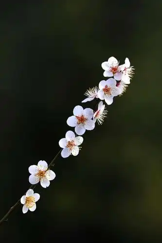 远山那朵迷人的乌梅花