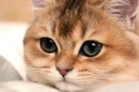 萌猫话题:在你的心目中那种猫咪最萌呢?欢迎留言分享