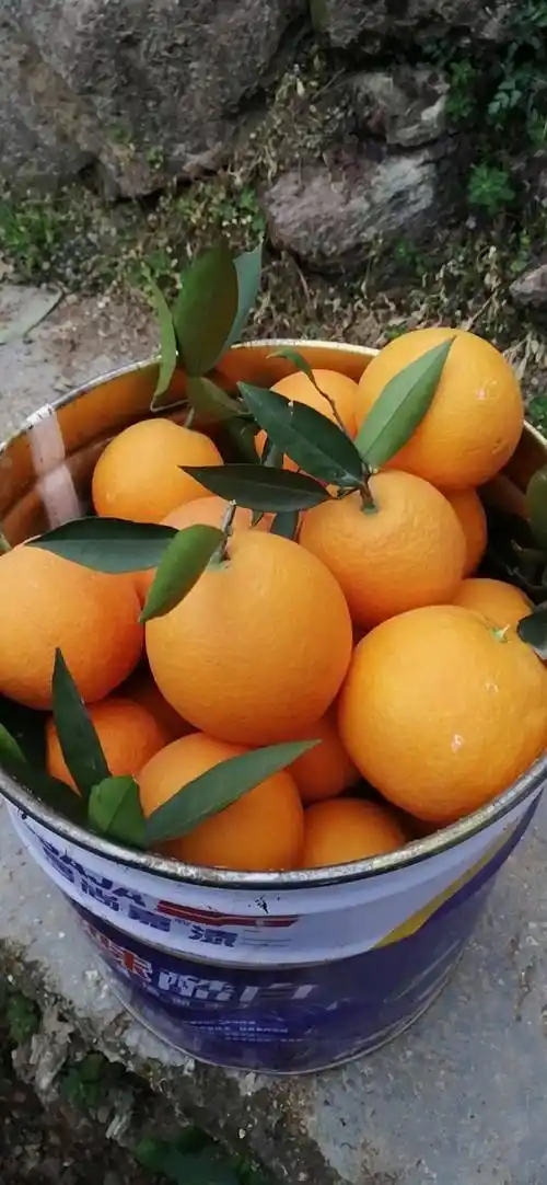 敏子农家橙子