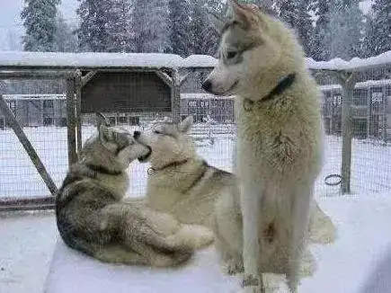 作为一只单身狗