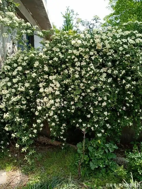 我国最香爬藤花卉,好看又好养,花界种植首选