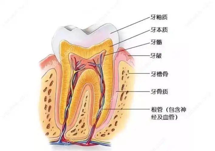 显微根管与传统根管治疗的区别是啥,做过根管的牙能用几年?