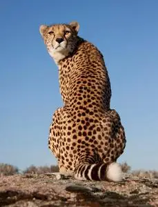 艾因野生动物园zurückblickender gepard, cheetah照片