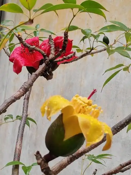 罕见!佛山一株木棉花开两色|木棉树|佛山市_网易订阅