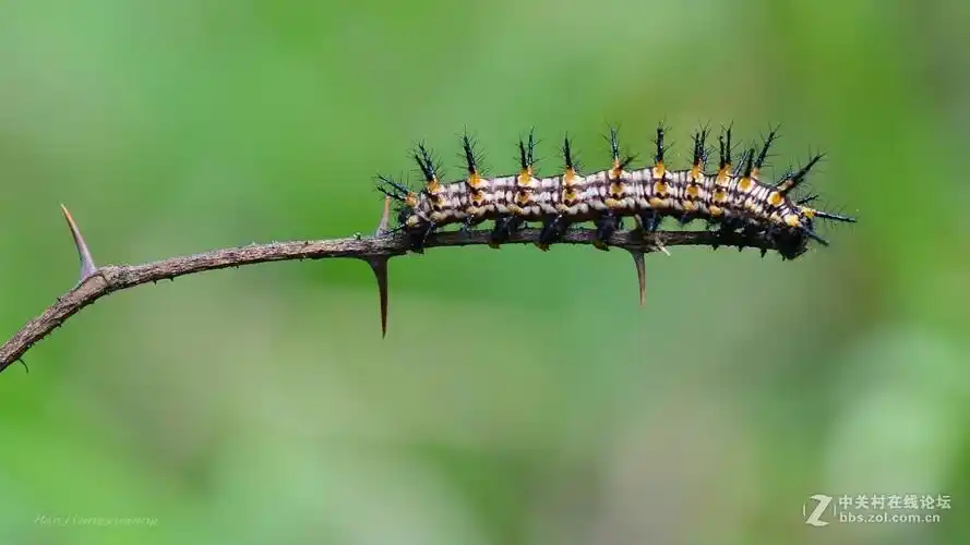 苎麻珍蝶幼虫