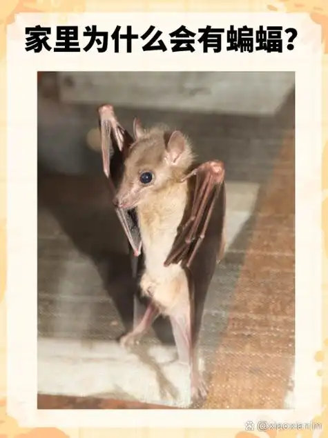 我们在生活中,蝙蝠有几只脚蝙蝠生活习惯蝙蝠是益虫吗还是害虫蝙蝠