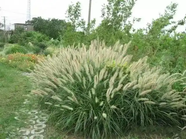 园林绿化工程常用观赏草品种(上)