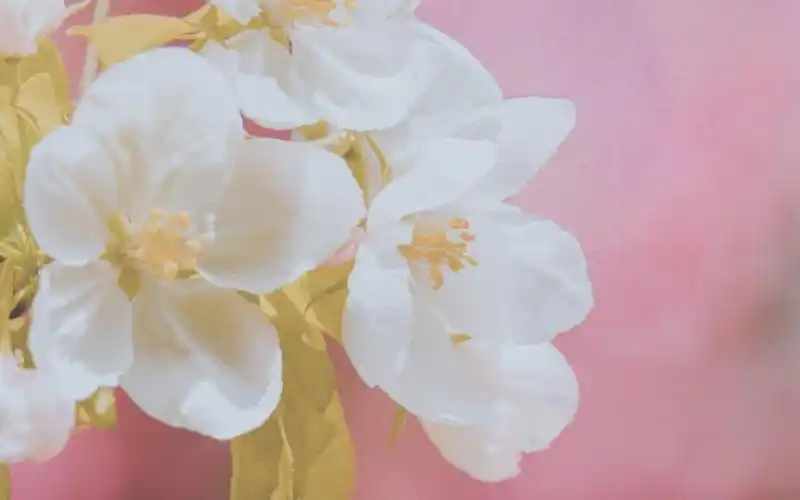 小清新唯美海棠花高清桌面壁纸