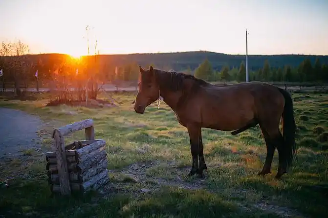 喂,马儿你怎么了?