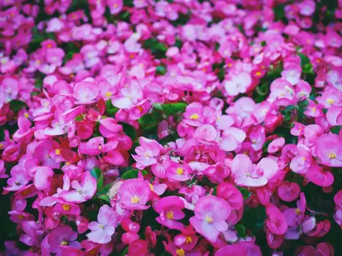 花卉植物唯美意境图