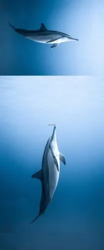 一只海豚身材优美畅游在深蓝色的海洋中 - 超清单图