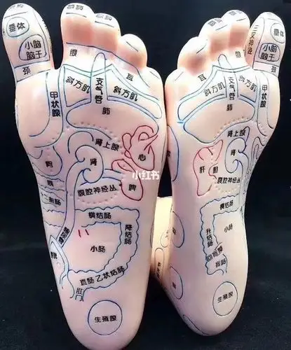 脚是人的第二心脏精气之源